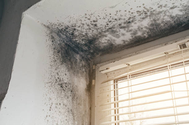Affordable Commercial Mold Remediation solutions in Ludington, MI