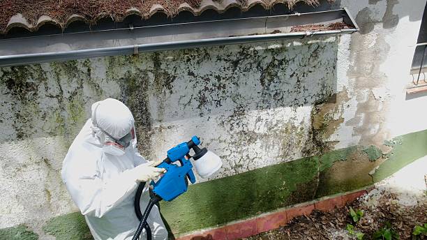 Top rated local Commercial Mold Remediation specialists in Ludington, MI